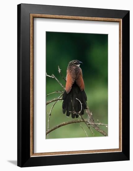 A white browed coucal, Centropus Superciliosus. Voi, Tsavo, Kenya-Sergio Pitamitz-Framed Photographic Print