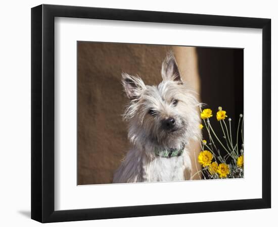 A White Cairn Terrier Sitting Next to Yellow Flowers-Zandria Muench Beraldo-Framed Photographic Print