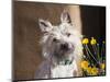 A White Cairn Terrier Sitting Next to Yellow Flowers-Zandria Muench Beraldo-Mounted Photographic Print