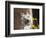 A White Cairn Terrier Sitting Next to Yellow Flowers-Zandria Muench Beraldo-Framed Photographic Print