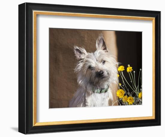 A White Cairn Terrier Sitting Next to Yellow Flowers-Zandria Muench Beraldo-Framed Photographic Print