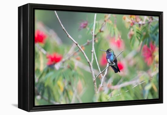 A White-Chinned Sapphire Hummingbird (Hylocharis Cyanus) Perches on a Branch in Brazil-Alex Saberi-Framed Premier Image Canvas