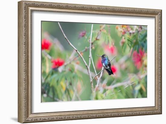 A White-Chinned Sapphire Hummingbird (Hylocharis Cyanus) Perches on a Branch in Brazil-Alex Saberi-Framed Photographic Print