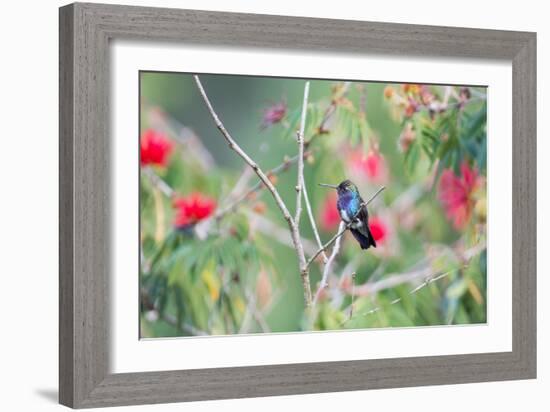 A White-Chinned Sapphire Hummingbird (Hylocharis Cyanus) Perches on a Branch in Brazil-Alex Saberi-Framed Photographic Print