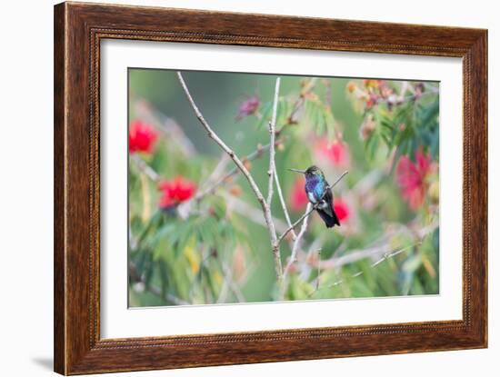 A White-Chinned Sapphire Hummingbird (Hylocharis Cyanus) Perches on a Branch in Brazil-Alex Saberi-Framed Photographic Print