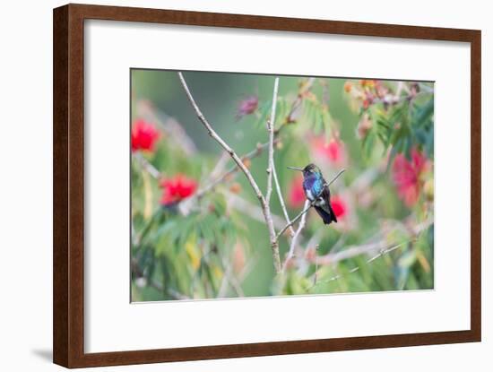 A White-Chinned Sapphire Hummingbird (Hylocharis Cyanus) Perches on a Branch in Brazil-Alex Saberi-Framed Photographic Print