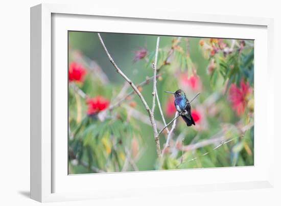 A White-Chinned Sapphire Hummingbird (Hylocharis Cyanus) Perches on a Branch in Brazil-Alex Saberi-Framed Photographic Print