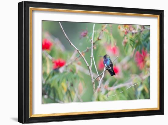 A White-Chinned Sapphire Hummingbird (Hylocharis Cyanus) Perches on a Branch in Brazil-Alex Saberi-Framed Photographic Print