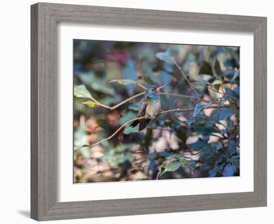 A White-Chinned Sapphire, Hylocharis Cyanus, Perching on a Branch-Alex Saberi-Framed Photographic Print