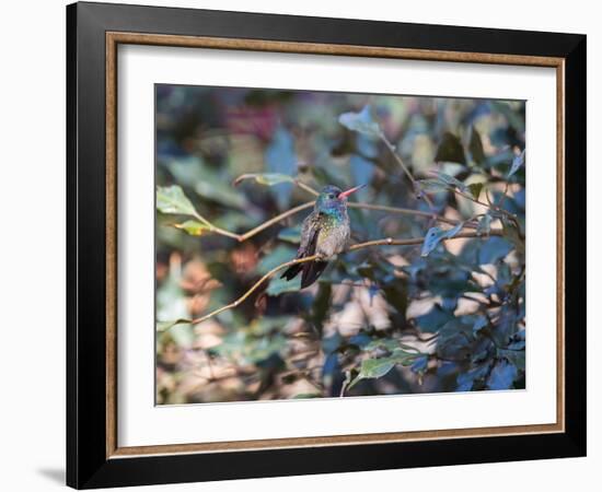 A White-Chinned Sapphire, Hylocharis Cyanus, Perching on a Branch-Alex Saberi-Framed Photographic Print