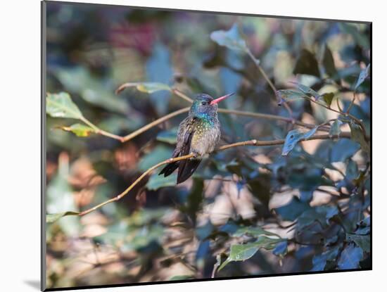 A White-Chinned Sapphire, Hylocharis Cyanus, Perching on a Branch-Alex Saberi-Mounted Photographic Print