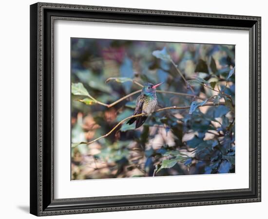 A White-Chinned Sapphire, Hylocharis Cyanus, Perching on a Branch-Alex Saberi-Framed Photographic Print