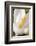 A White Crocus in a Garden in Portsmouth, New Hampshire-Jerry & Marcy Monkman-Framed Photographic Print