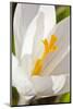 A White Crocus in a Garden in Portsmouth, New Hampshire-Jerry & Marcy Monkman-Mounted Photographic Print