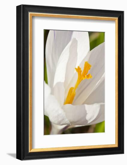 A White Crocus in a Garden in Portsmouth, New Hampshire-Jerry & Marcy Monkman-Framed Photographic Print