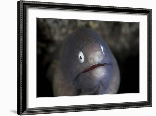 A White-Eyed Moray Eel Looks Out from a Reef Crevice-Stocktrek Images-Framed Photographic Print