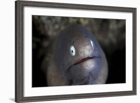 A White-Eyed Moray Eel Looks Out from a Reef Crevice-Stocktrek Images-Framed Photographic Print