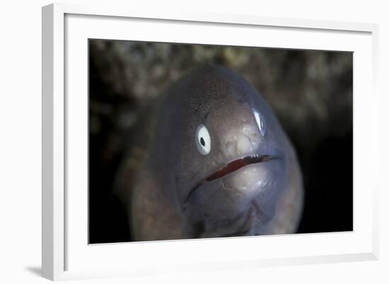 A White-Eyed Moray Eel Looks Out from a Reef Crevice-Stocktrek Images-Framed Photographic Print