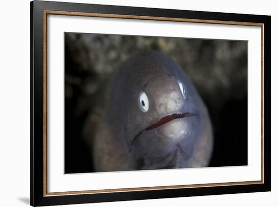 A White-Eyed Moray Eel Looks Out from a Reef Crevice-Stocktrek Images-Framed Photographic Print