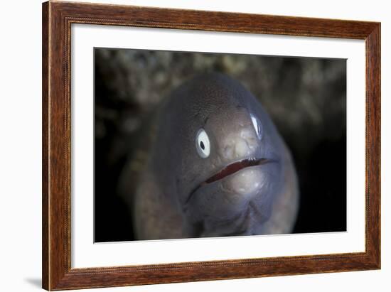 A White-Eyed Moray Eel Looks Out from a Reef Crevice-Stocktrek Images-Framed Photographic Print