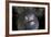 A White-Eyed Moray Eel Looks Out from a Reef Crevice-Stocktrek Images-Framed Photographic Print