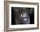 A White-Eyed Moray Eel Looks Out from a Reef Crevice-Stocktrek Images-Framed Photographic Print