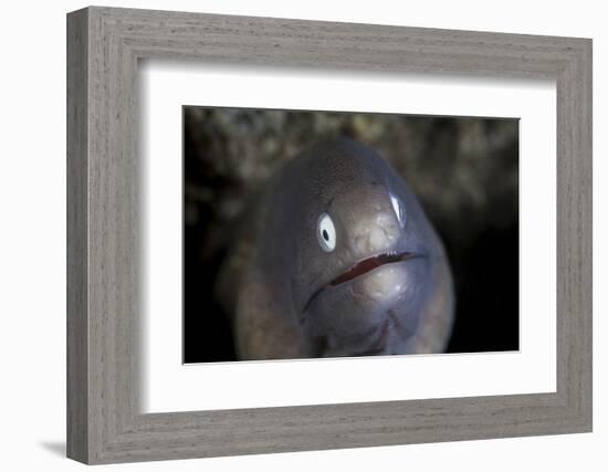 A White-Eyed Moray Eel Looks Out from a Reef Crevice-Stocktrek Images-Framed Photographic Print