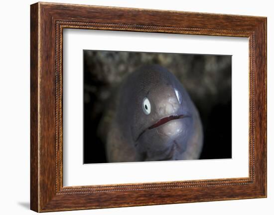 A White-Eyed Moray Eel Looks Out from a Reef Crevice-Stocktrek Images-Framed Photographic Print
