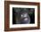 A White-Eyed Moray Eel Looks Out from a Reef Crevice-Stocktrek Images-Framed Photographic Print