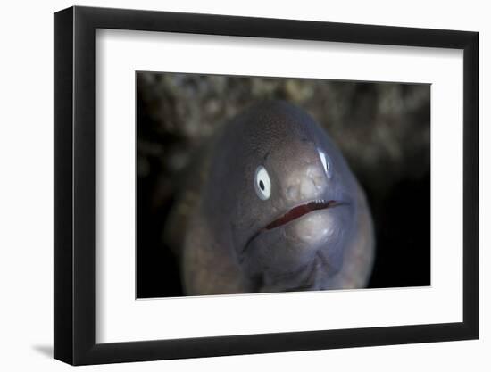 A White-Eyed Moray Eel Looks Out from a Reef Crevice-Stocktrek Images-Framed Photographic Print
