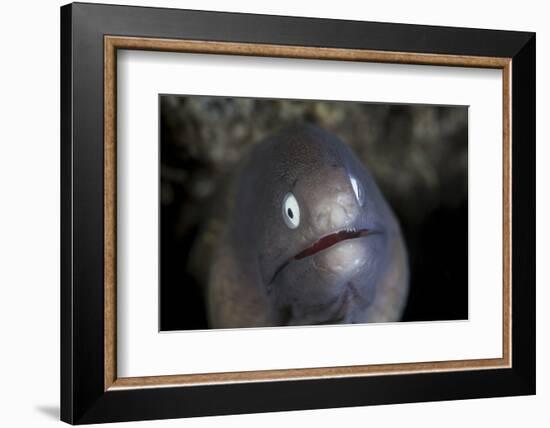 A White-Eyed Moray Eel Looks Out from a Reef Crevice-Stocktrek Images-Framed Photographic Print