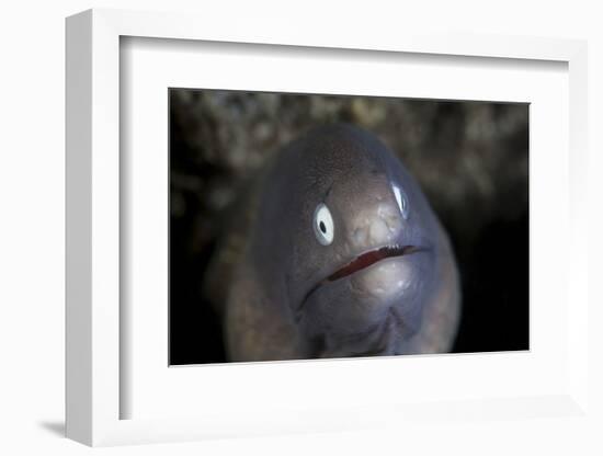 A White-Eyed Moray Eel Looks Out from a Reef Crevice-Stocktrek Images-Framed Photographic Print