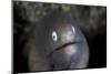 A White-Eyed Moray Eel Looks Out from a Reef Crevice-Stocktrek Images-Mounted Photographic Print