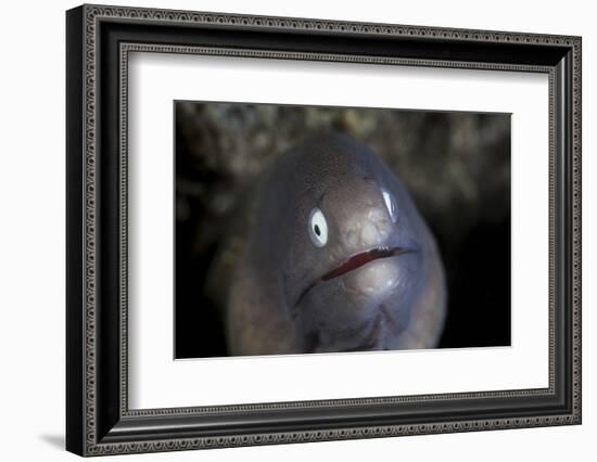 A White-Eyed Moray Eel Looks Out from a Reef Crevice-Stocktrek Images-Framed Photographic Print