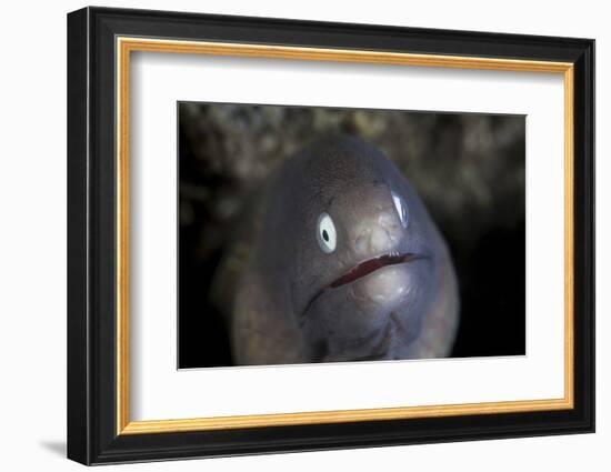 A White-Eyed Moray Eel Looks Out from a Reef Crevice-Stocktrek Images-Framed Photographic Print