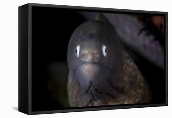 A White-Eyed Moray Eel Searches for Prey on a Reef-Stocktrek Images-Framed Premier Image Canvas