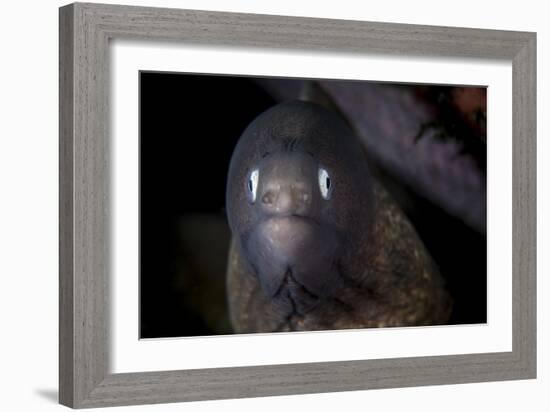 A White-Eyed Moray Eel Searches for Prey on a Reef-Stocktrek Images-Framed Photographic Print