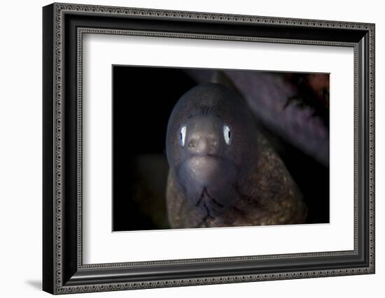 A White-Eyed Moray Eel Searches for Prey on a Reef-Stocktrek Images-Framed Photographic Print