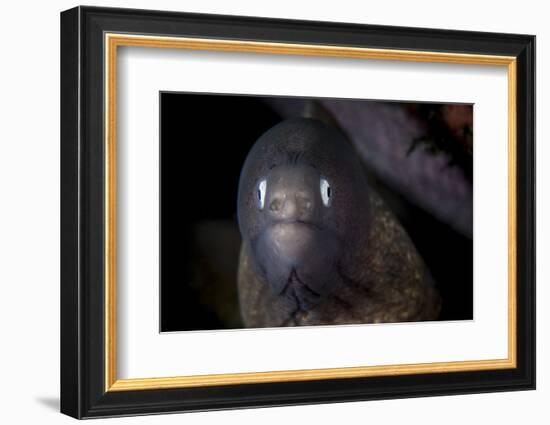 A White-Eyed Moray Eel Searches for Prey on a Reef-Stocktrek Images-Framed Photographic Print