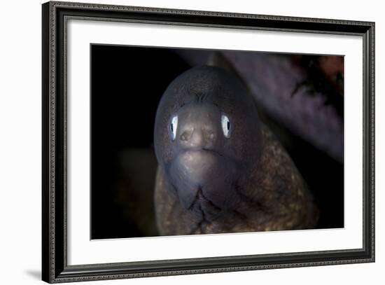 A White-Eyed Moray Eel Searches for Prey on a Reef-Stocktrek Images-Framed Photographic Print