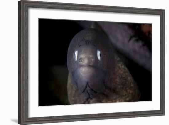 A White-Eyed Moray Eel Searches for Prey on a Reef-Stocktrek Images-Framed Photographic Print