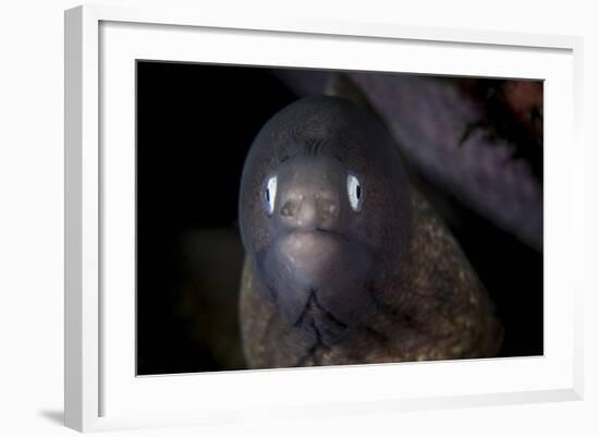 A White-Eyed Moray Eel Searches for Prey on a Reef-Stocktrek Images-Framed Photographic Print