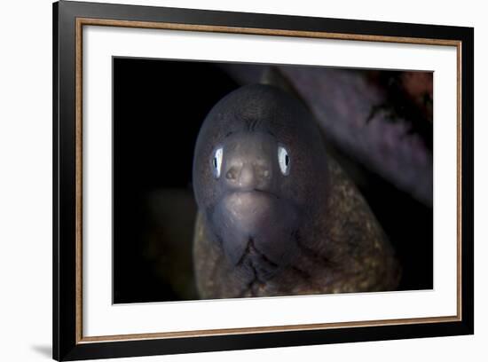 A White-Eyed Moray Eel Searches for Prey on a Reef-Stocktrek Images-Framed Photographic Print