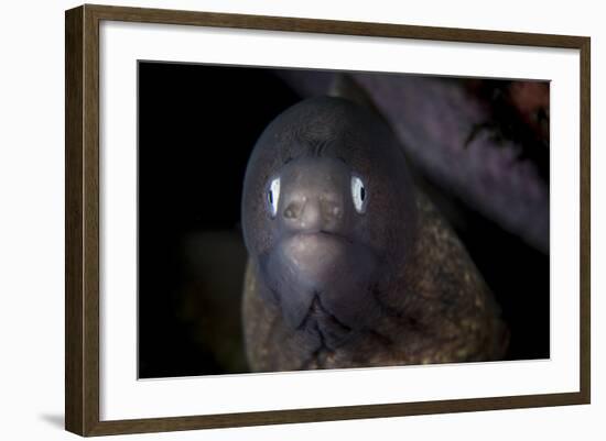 A White-Eyed Moray Eel Searches for Prey on a Reef-Stocktrek Images-Framed Photographic Print