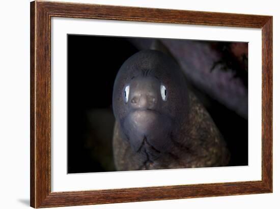 A White-Eyed Moray Eel Searches for Prey on a Reef-Stocktrek Images-Framed Photographic Print