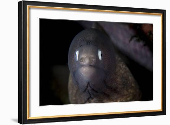 A White-Eyed Moray Eel Searches for Prey on a Reef-Stocktrek Images-Framed Photographic Print