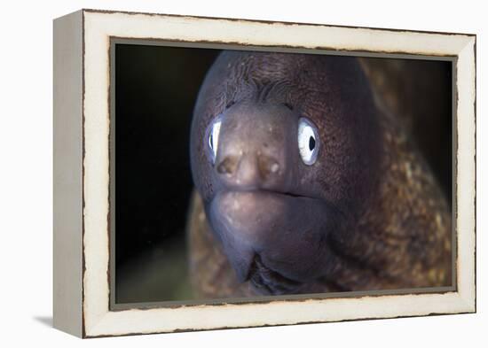 A White-Eyed Moray Eel-Stocktrek Images-Framed Premier Image Canvas