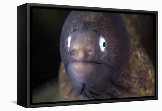 A White-Eyed Moray Eel-Stocktrek Images-Framed Premier Image Canvas
