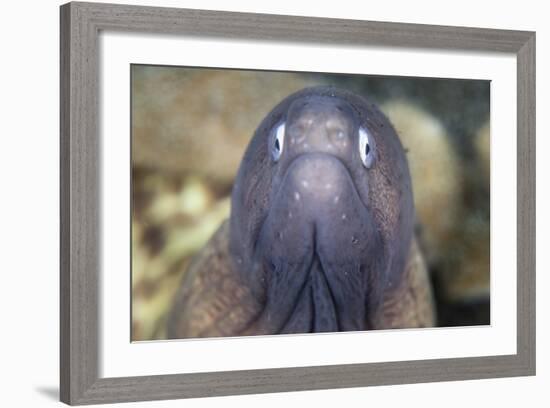 A White-Eyed Moray Eel-Stocktrek Images-Framed Photographic Print