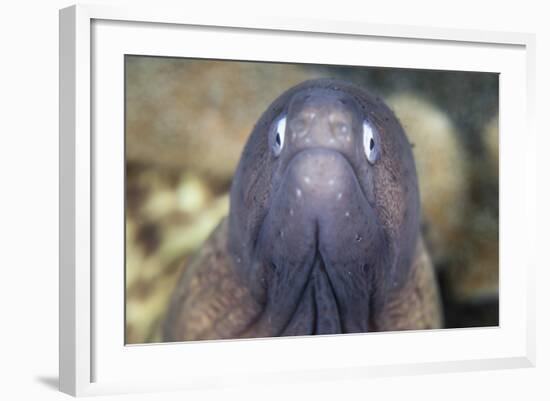 A White-Eyed Moray Eel-Stocktrek Images-Framed Photographic Print